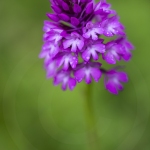 Orchis pyramidal ; Pyramidal orchid