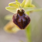 Ophrys araignée