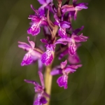 Orchis de Laponie (Dactylorhize) - Dactylorhiza lapponica