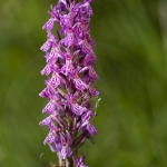 Orchis de Savoie (Dactylorhize) - Dactylorhiza savoyensis (Dactylorhiza maculata)