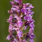 Orchis de Laponie ; Lapland marsh-orchid