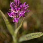 Orchis de Laponie (Dactylorhize) - Dactylorhiza lapponica