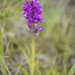 Orchis de Savoie (Dactylorhize) - Dactylorhiza savoyensis (Dactylorhiza maculata)