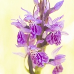 Orchis de Savoie (Dactylorhize) - Dactylorhiza savoyensis (Dactylorhiza maculata)