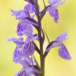 Orchis de Savoie (Dactylorhize) - Dactylorhiza savoyensis (Dactylorhiza maculata)