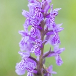 Orchis de Savoie (Dactylorhize) - Dactylorhiza savoyensis (Dactylorhiza maculata)