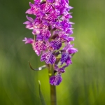 Orchis de Savoie (Dactylorhize) - Dactylorhiza savoyensis (Dactylorhiza maculata)