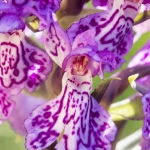 Orchis de Savoie ; Heath spotted-orchid
