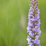 Orchis moustique (Gymnadénie) - Gymnadenia conopsea