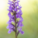 Orchis de Savoie (Dactylorhize) - Dactylorhiza savoyensis (Dactylorhiza maculata)