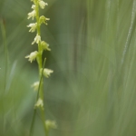 Herminie des Alpes ; Musk orchid