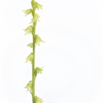 Herminie des Alpes - Herminium monorchis