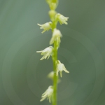 Herminie des Alpes - Herminium monorchis