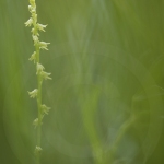 Herminie des Alpes - Herminium monorchis