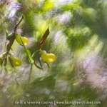 Cypripedium calceolus