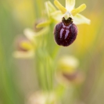 Ophrys araignée ; early spider-orchid