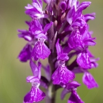 Orchis de Traunsteiner (Dactylorhize) - Dactylorhiza traunsteineri (Dactylorhiza lapponica)