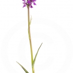 Orchis de Traunsteiner ; Traunsteiner's dactylorhiza