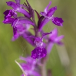 Orchis de Traunsteiner (Dactylorhize) - Dactylorhiza traunsteineri (Dactylorhiza lapponica)