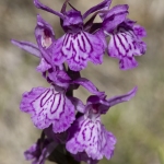 Orchis de Savoie (Dactylorhize) - Dactylorhiza savoyensis (Dactylorhiza maculata)