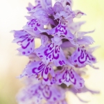 Orchis de Savoie (Dactylorhize) - Dactylorhiza savoyensis (Dactylorhiza maculata)