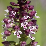 Orchis brûlé - Neotinea ustulata