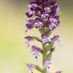 Orchis brûlé - Neotinea ustulata