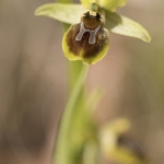 Ophrys petite-araignée