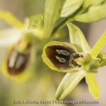 Ophrys petite-araignée