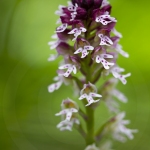 Orchis brûlé - Neotinea ustulata