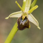 Ophrys petite-araignée