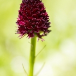 Orchis vanille ; Dark vanilla orchid