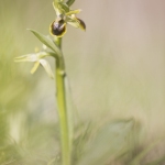 Ophrys petite-araignée