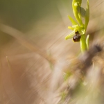 Ophrys petite-araignée