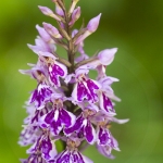 Orchis de Fuchs (Dactylorhize) - Dactylorhiza fuchsii