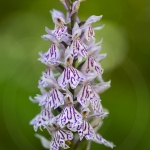 Orchis de Fuchs (Dactylorhize) - Dactylorhiza fuchsii