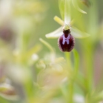 Ophrys petite-araignée