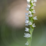 Goodyère rampante - Goodyera repens