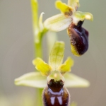 Ophrys petite-araignée