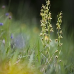 Ophrys petite-araignée