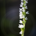 Goodyère rampante - Goodyera repens