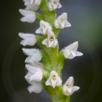 Goodyère rampante ; creeping lady's-tresses