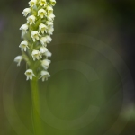 Orchis miel