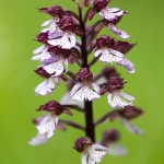 Orchis pourpre