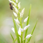 Abeille & Céphalanthère blanche