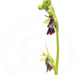 Ophrys mouche