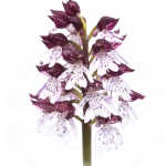 Orchis pourpre