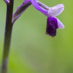 Orchis à long éperon