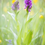 Orchis incarnat