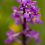Orchis mâle - Orchis mascula (Androrchis mascula)